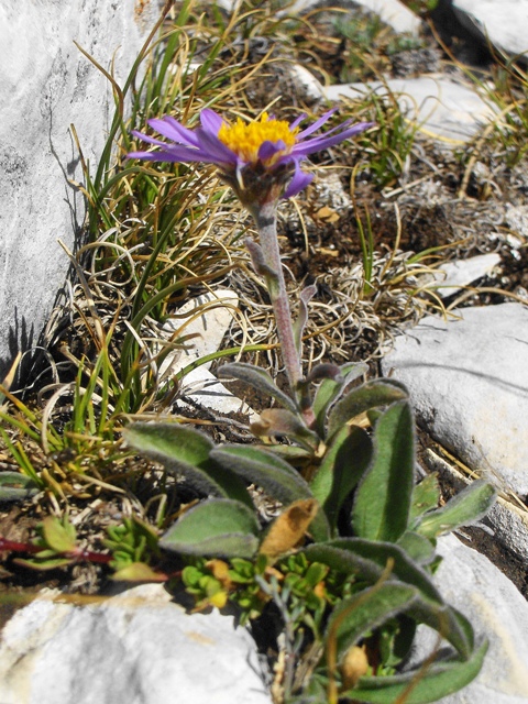 Aster alpinus